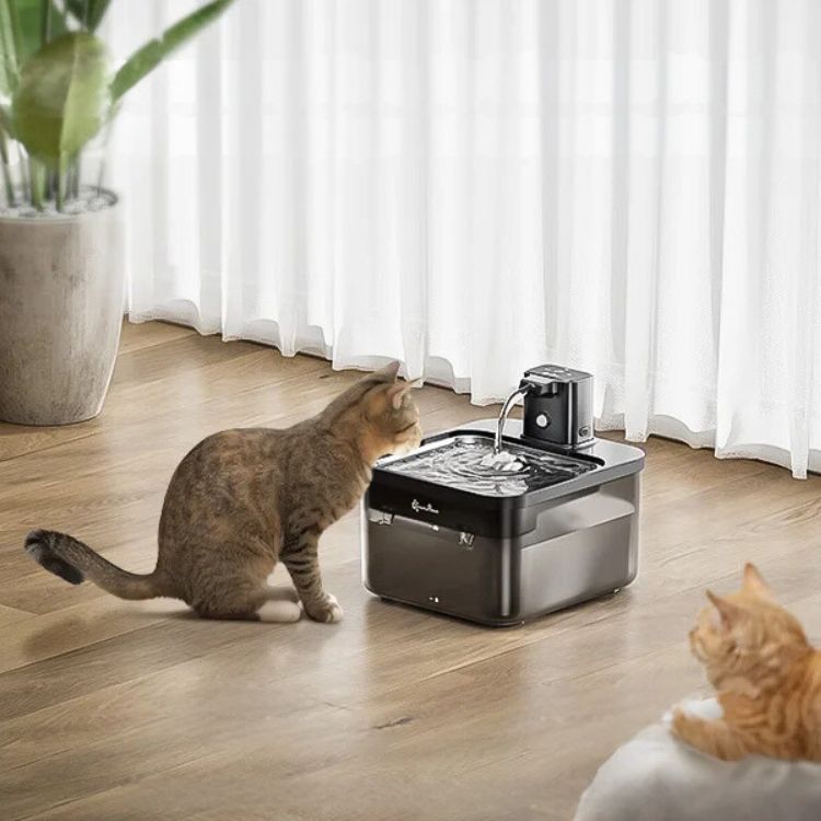 Fontaine a eau chat noir plateau en acier inoxydable une eau pure fraĂźche