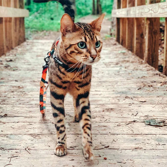 Harnais chat anti-fugue avec chat en promenade sur une passerelle en bois foret