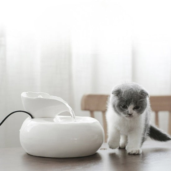 Fontaine a eau pour chat ceramique blanche avec chaton curieux buvant paisiblement