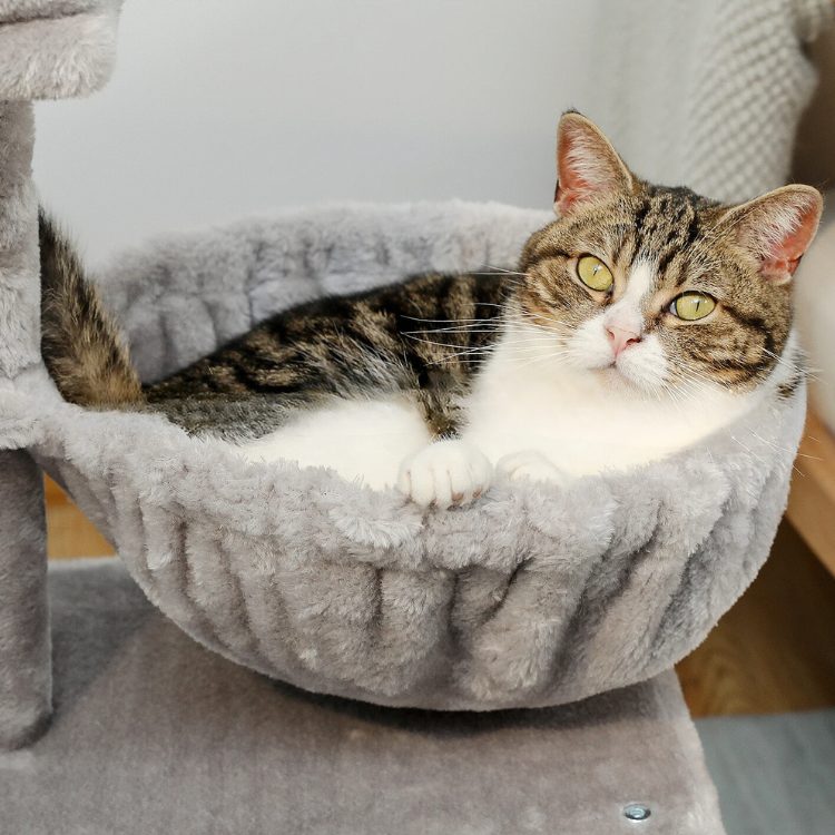 petit arbre a chat avec griffoir poteau chat repose dans un hamac en peluche