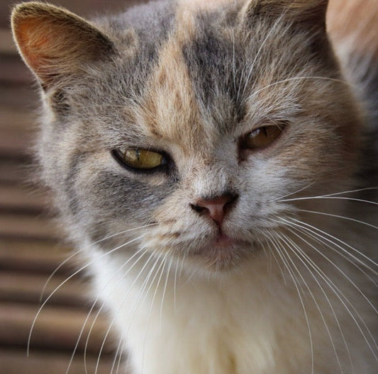 Acné du Chat : Comment la Céramique Aide (Guide 2026)