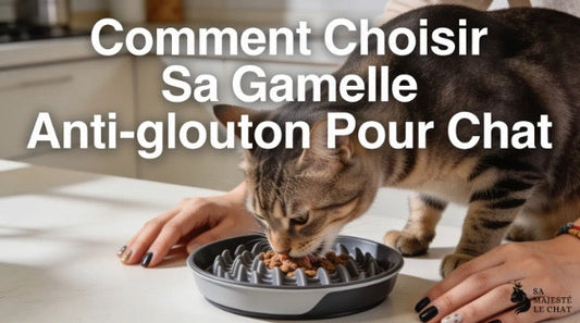 Comment choisir sa gamelle anti-glouton ?