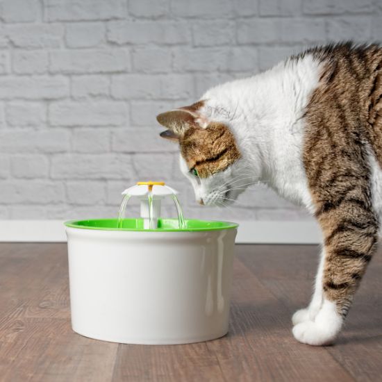fontaine à eau pour chat avec chat buvant
