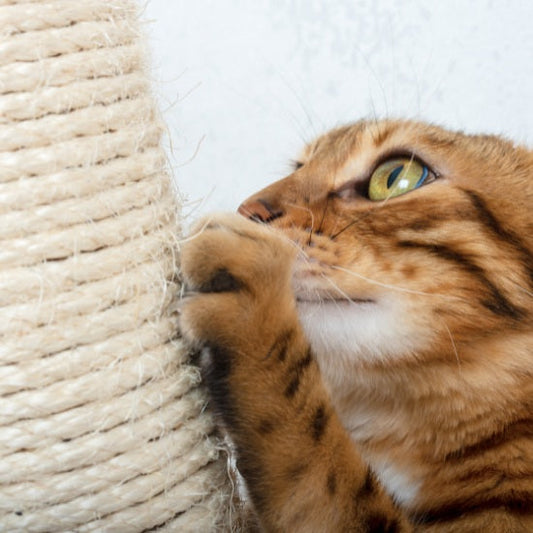 À quoi sert un griffoir pour les griffes du chat ?