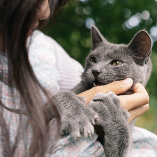 Où placer un griffoir pour chat ?