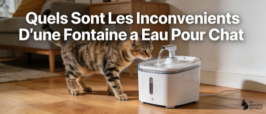 Quels sont les inconvénients d'une fontaine à eau pour chat ?