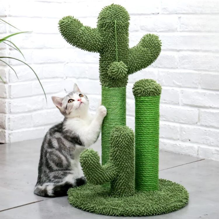 Arbre-a-chat-cactus-vert-chaton-poteau