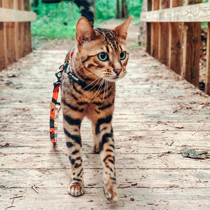 Harnais chat anti-fugue avec chat en promenade sur une passerelle en bois foret