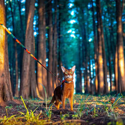 Harnais chat anti-fugue avec chat abyssin promenade foret en laisse 