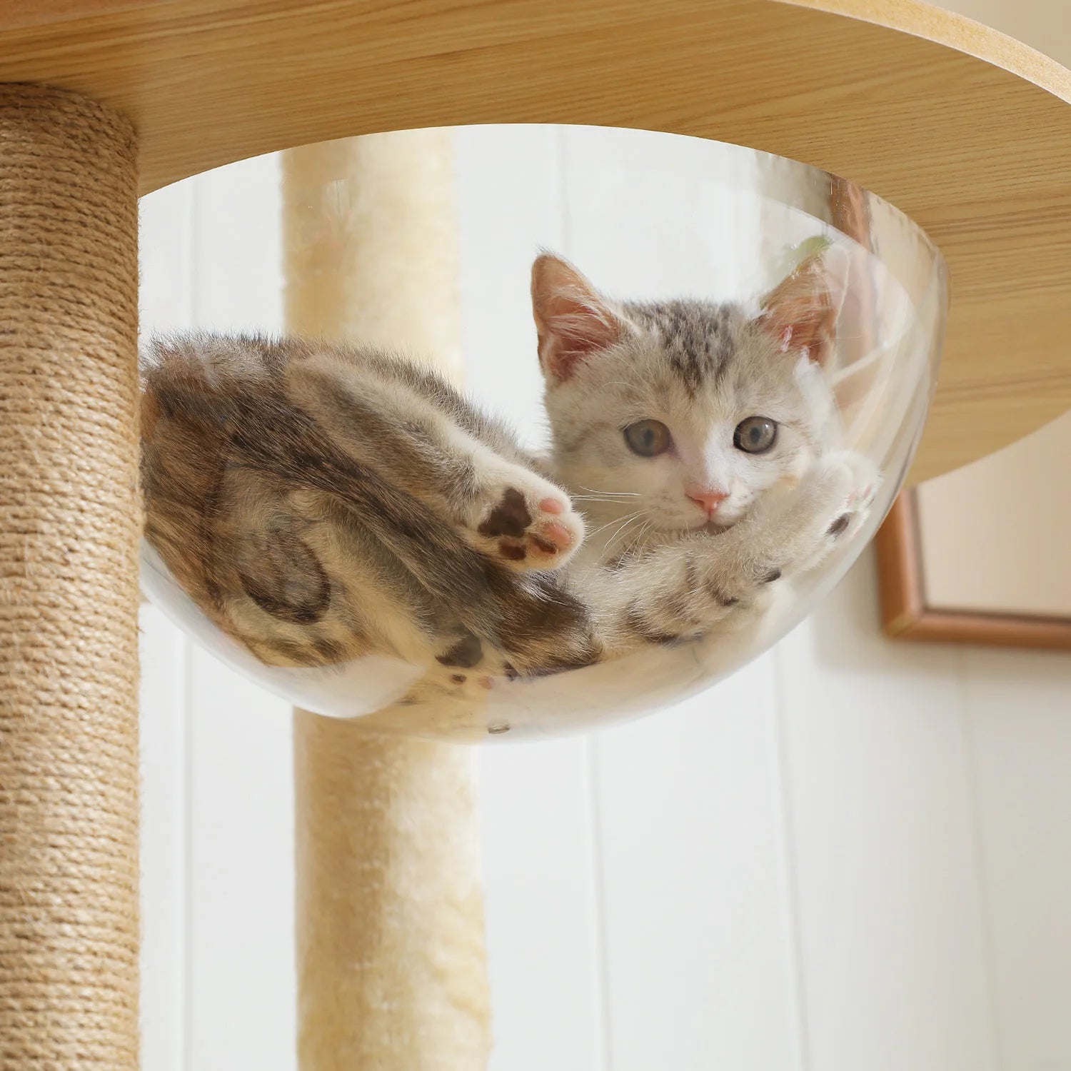 Arbre à chat bois design scandinave xxl avec bulle transparante