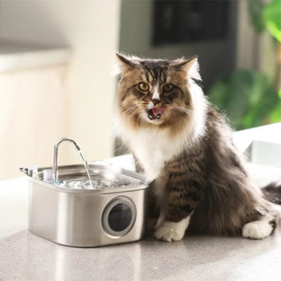 fontaine à eau pour chat en inox l'hydratation premium un chat boit sur un comptoir avec fontaine à eau en mode robinet silencieuse