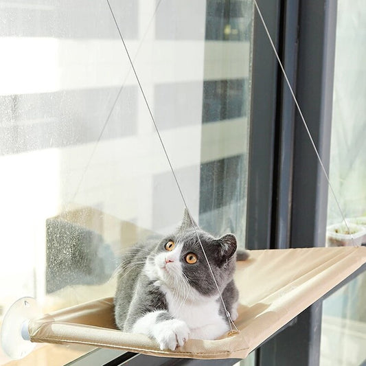  hamac chat observe par la fenêtre en hauteur