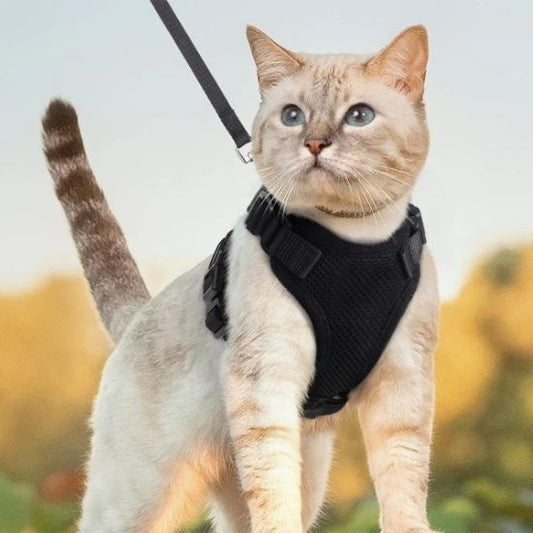 harnais chat noir securise solide anti fugue nature
