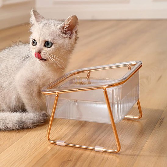 gamelle chat design premium surélevée lux avec support métal doré et bol transparent à côté d'un chaton sur sol en bois
