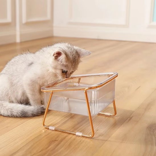gamelle chat design premium surélevée petit chat gris clair observe gamelle transparente sur support métal rose doré pour repas confortables et élégants
