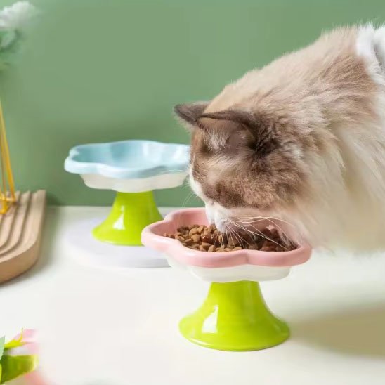 gamelle chat céramique fleur chat mange croquettes dans bol surélevé forme fleur
